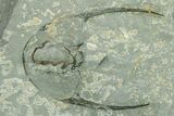 Early Cambrian Fallotaspis With Pos/Neg - Taroudant, Morocco #255639-6